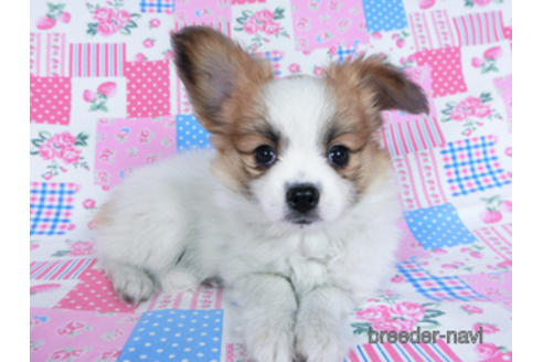 成約済の千葉県のパピヨン-161242の13枚目